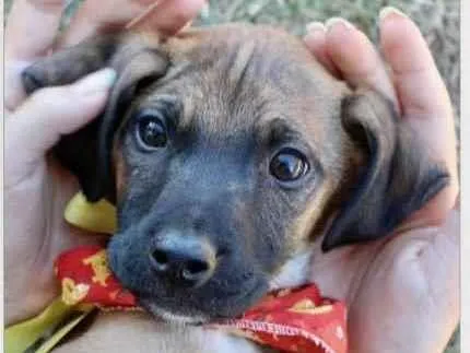 Cachorro raça SRD  idade 2 a 6 meses nome Franklin 