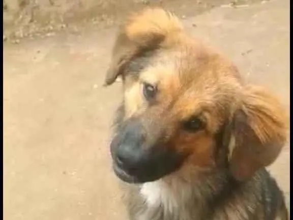 Cachorro ra a  idade 7 a 11 meses nome Ravena 