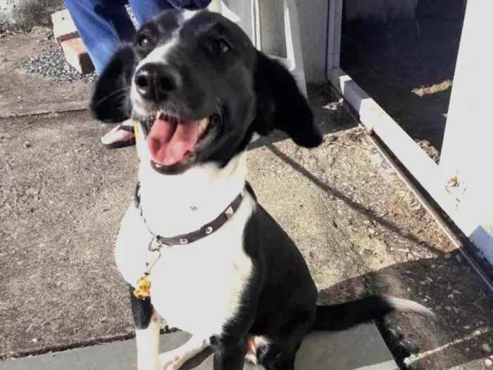 Cachorro ra a Sem raça  idade 4 anos nome Maggie 