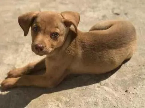 Cachorro ra a Vira lata  idade 2 a 6 meses nome Sushi 