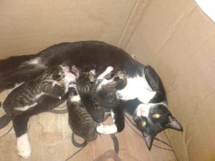 Gato raça Diversos idade Abaixo de 2 meses nome Vários filhotes