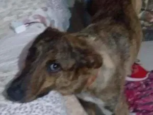 Cachorro raça Vira lata mistura com raça des idade 2 anos nome Toby