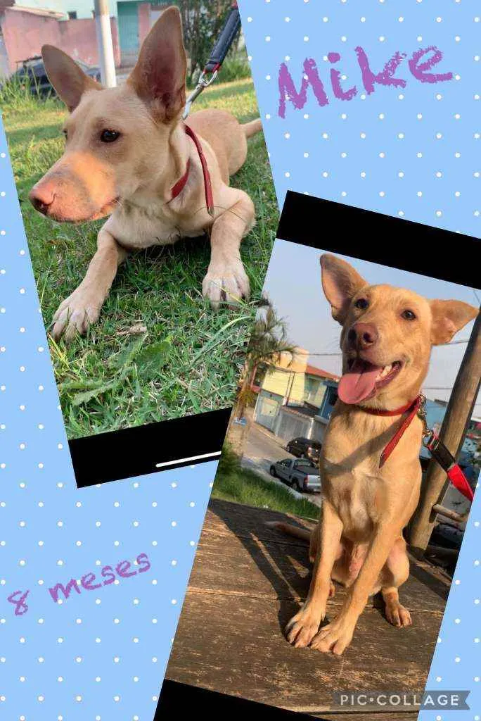 Cachorro raça SRD idade 7 a 11 meses nome Mike
