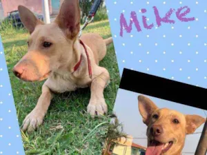 Cachorro raça SRD idade 7 a 11 meses nome Mike