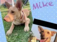 Cachorro raça SRD idade 7 a 11 meses nome Mike