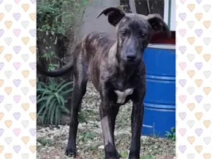 Cachorro raça Srd idade 2 a 6 meses nome BARLEY