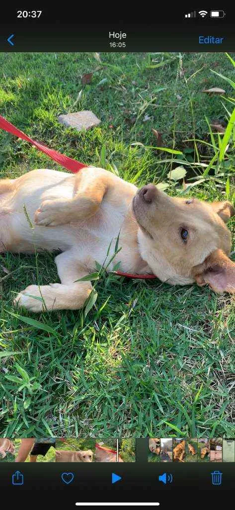 Cachorro raça SRD idade 7 a 11 meses nome Mike