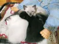 Lindos filhotes!