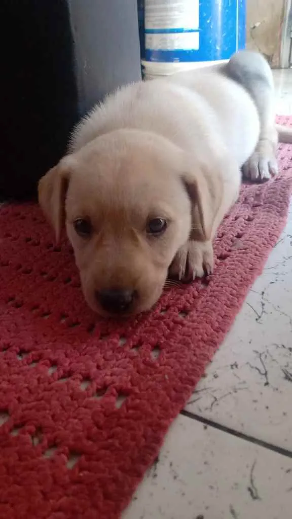 Cachorro raça Não sei  idade 2 a 6 meses nome Não tem