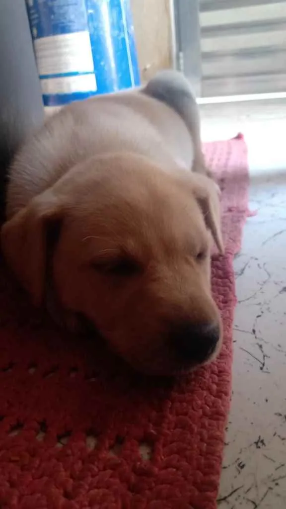 Cachorro raça Não sei  idade 2 a 6 meses nome Não tem