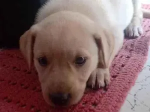 Cachorro raça Não sei  idade 2 a 6 meses nome Não tem