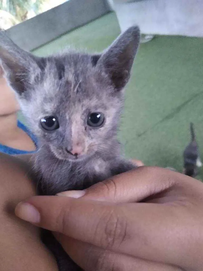 Gato ra a Raça mestiça idade 2 a 6 meses nome Não tem nome ainda 