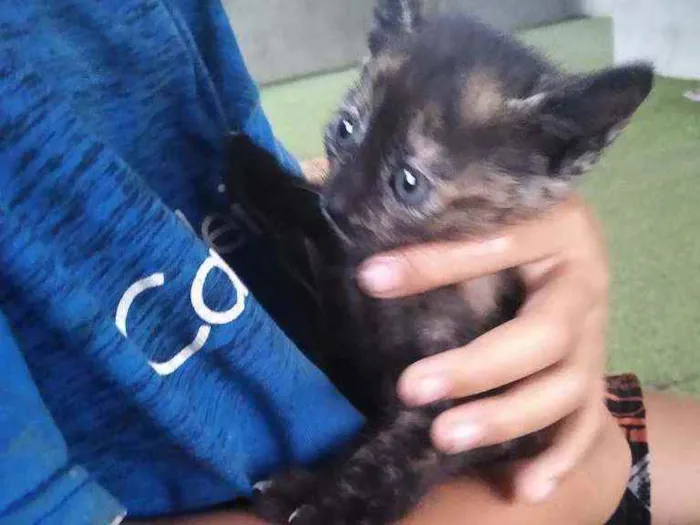 Gato ra a Raça mestiça idade 2 a 6 meses nome Não tem nome ainda 