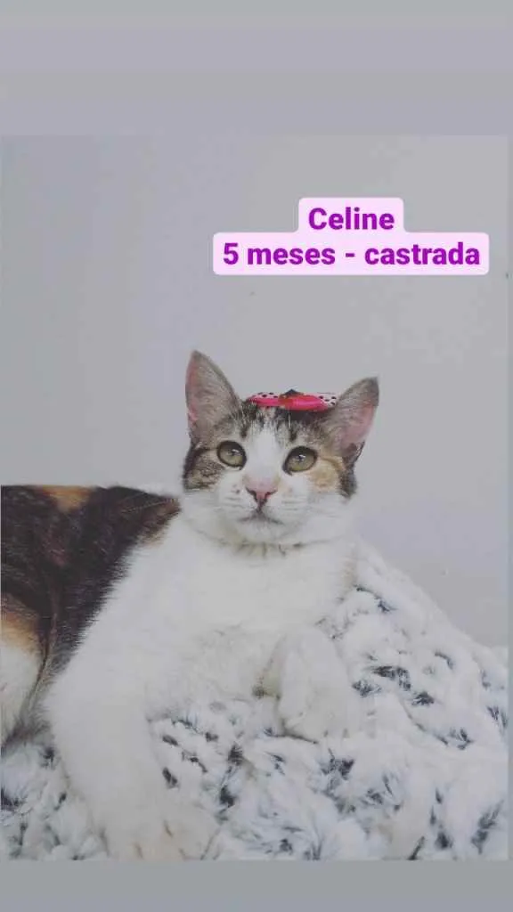Gato raça Srd idade 2 a 6 meses nome Celine