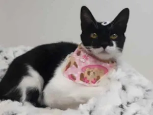 Gato raça Srd idade 2 a 6 meses nome Sara