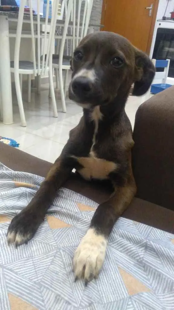 Cachorro ra a Poodle c/ Pincher idade 2 a 6 meses nome Cacau