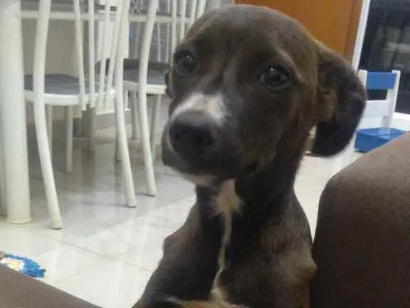 Cachorro ra a Poodle c/ Pincher idade 2 a 6 meses nome Cacau