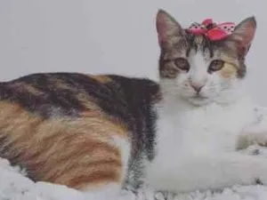 Gato raça Srd idade 2 a 6 meses nome Celine