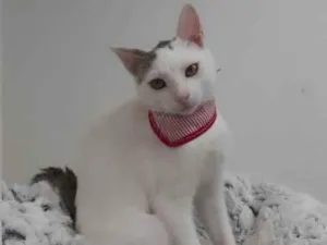 Gato raça Srd idade 2 a 6 meses nome Raul