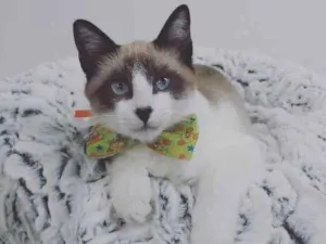 Gato raça Srd idade 2 a 6 meses nome Roy