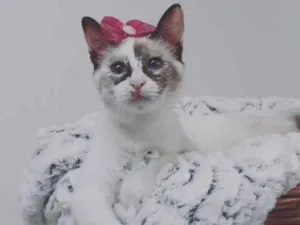 Gato raça Srd idade 2 a 6 meses nome Katrina