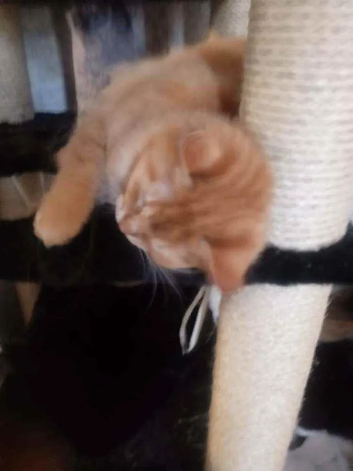 Gato ra a Não    sei idade  nome Mini  milk.estrela.g