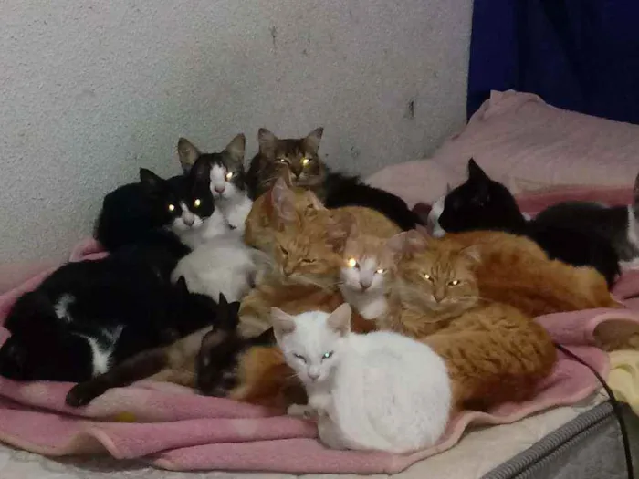 Gato ra a Não    sei idade  nome Mini  milk.estrela.g