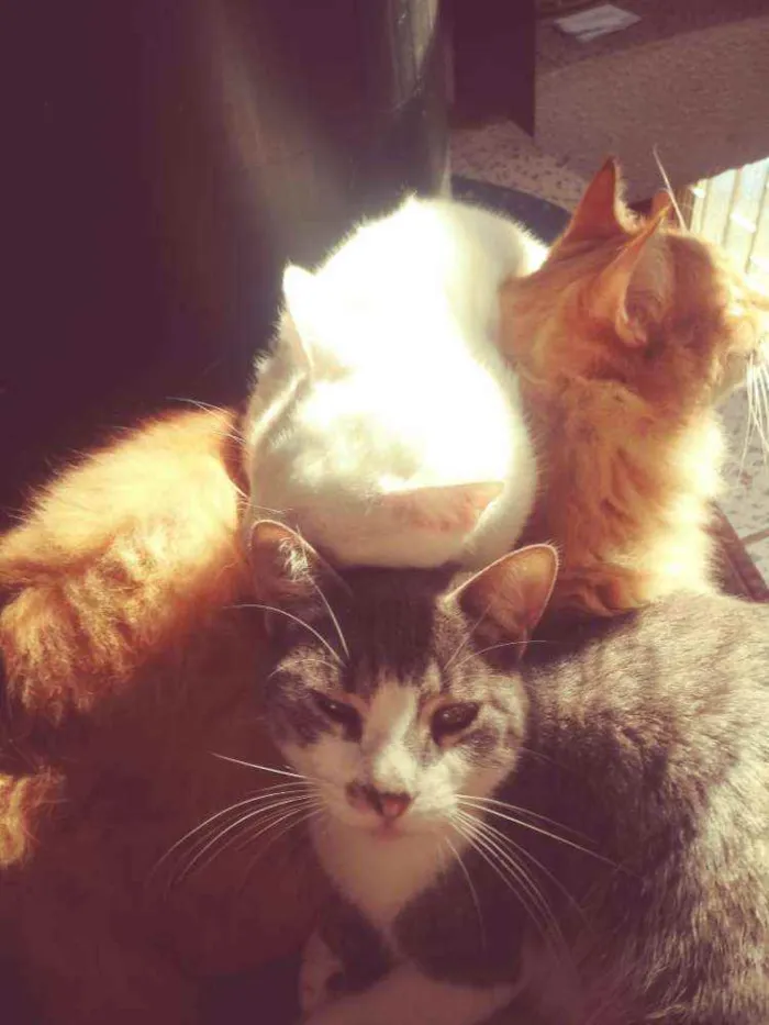 Gato ra a Não    sei idade  nome Mini  milk.estrela.g
