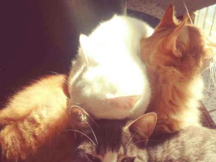 Gato ra a Não    sei idade  nome Mini  milk.estrela.g