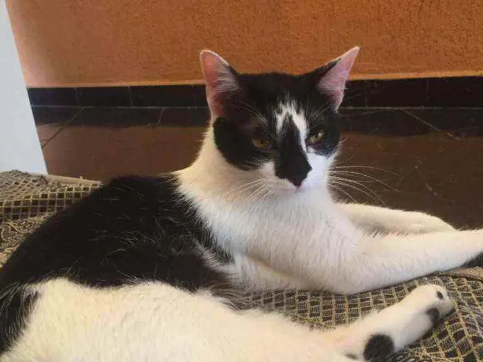 Gato ra a Vira-lata  idade 1 ano nome Luna