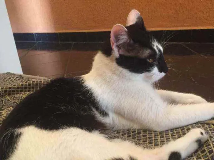 Gato ra a Vira-lata  idade 1 ano nome Luna