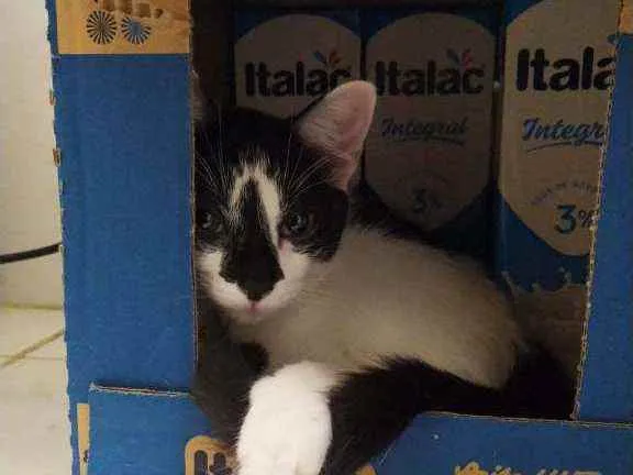 Gato ra a Vira-lata  idade 1 ano nome Luna
