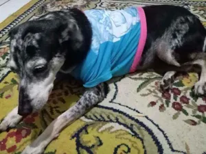 Cachorro raça Sem raça idade 6 ou mais anos nome Cássia