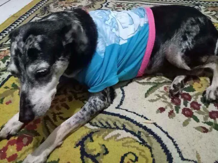 Cachorro ra a Sem raça idade 6 ou mais anos nome Cássia