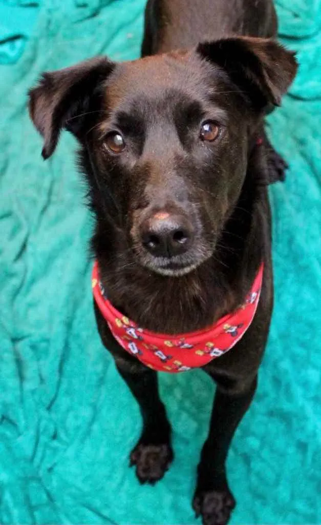 Cachorro ra a Mestiço  idade 2 anos nome Fred 