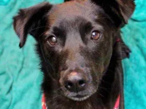 Cachorro raça Mestiço  idade 2 anos nome Fred 