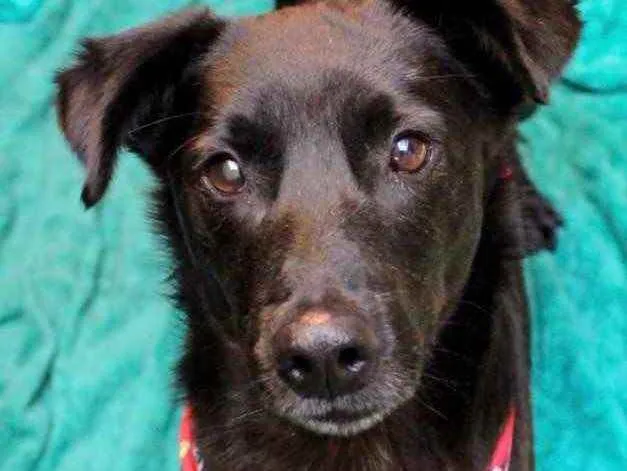 Cachorro ra a Mestiço  idade 2 anos nome Fred 