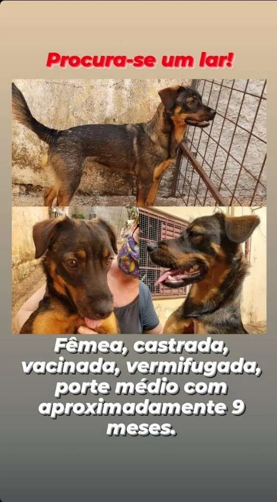 Cachorro ra a SRD-ViraLata idade 1 ano nome Nicole