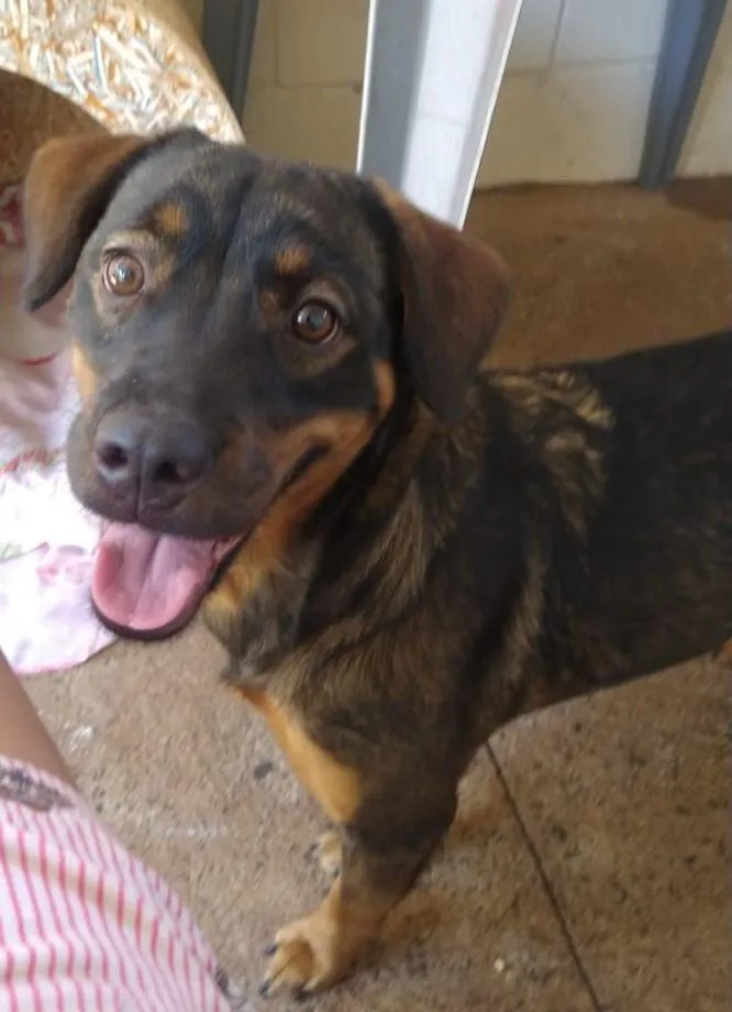 Cachorro ra a SRD-ViraLata idade 1 ano nome Nicole