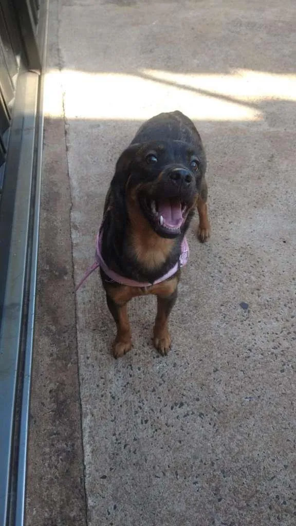 Cachorro ra a SRD-ViraLata idade 1 ano nome Nicole