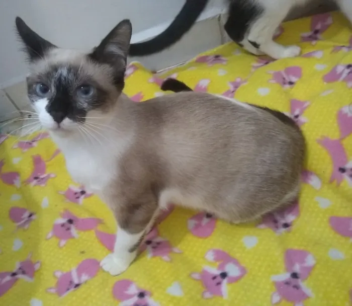 Gato ra a Srd idade 2 a 6 meses nome Princesa e linda 