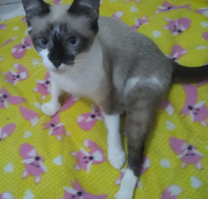 Gato ra a Srd idade 2 a 6 meses nome Princesa e linda 