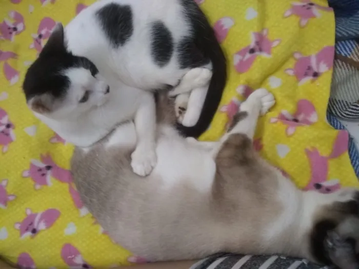 Gato ra a Srd idade 2 a 6 meses nome Princesa e linda 