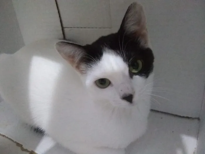 Gato ra a Srd idade 2 a 6 meses nome Princesa e linda 