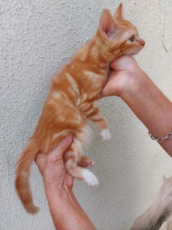 Gato raça Srd idade 2 a 6 meses nome Tutti bb ruivinho 
