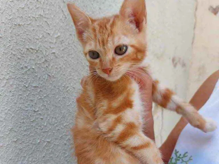 Gato raça Srd idade 2 a 6 meses nome Tutti bb ruivinho 