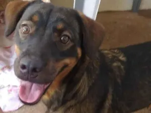 Cachorro raça SRD-ViraLata idade 1 ano nome Nicole