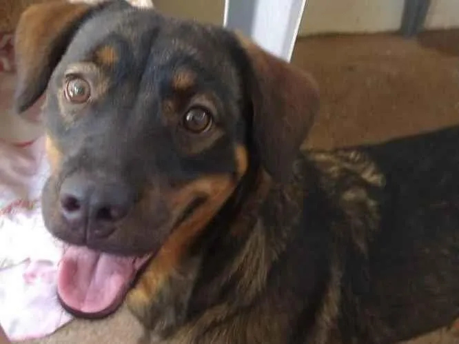 Cachorro ra a SRD-ViraLata idade 1 ano nome Nicole