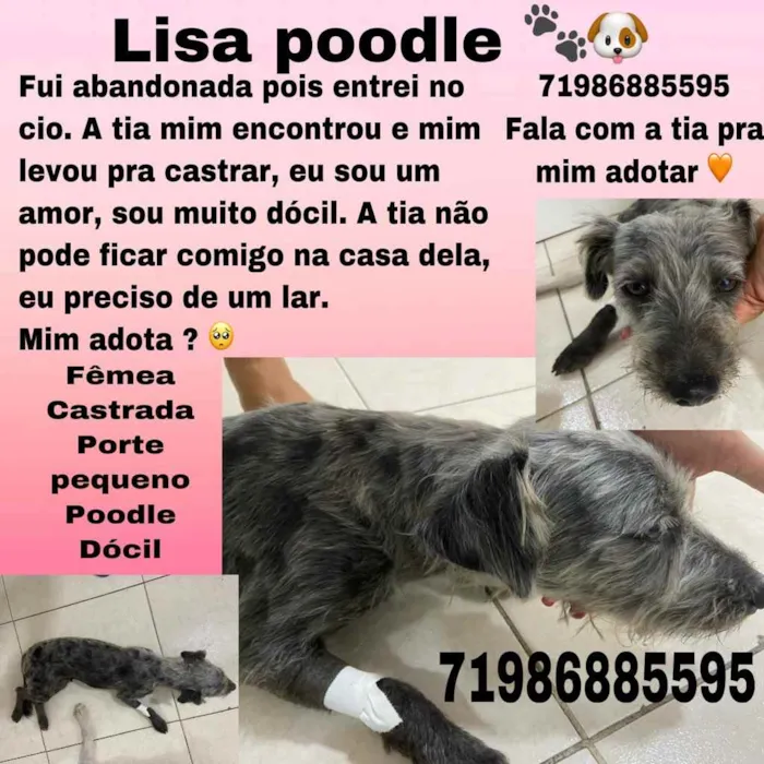 Cachorro raça Poodle  idade 1 ano nome Lisa poodle castrada