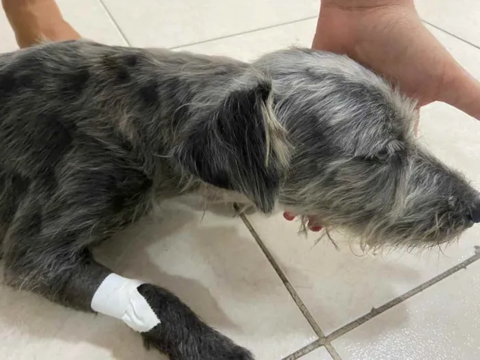 Cachorro raça Poodle  idade 1 ano nome Lisa poodle castrada